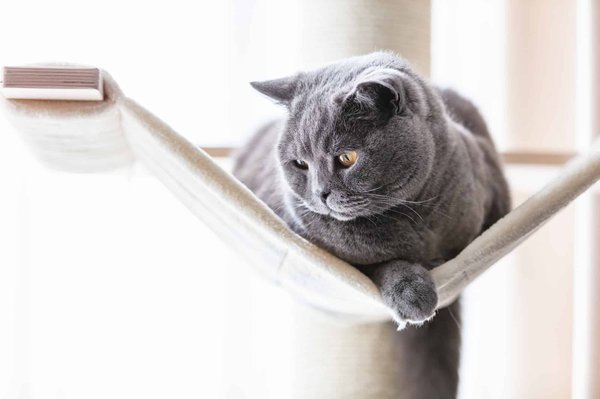 Quels sont les avantages d'installer un hamac pour chat à la maison?