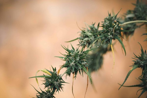 Comment comparer les sites de fleurs de cbd : le point sur les coûts de produits