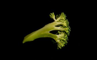 a green plant with a black background
